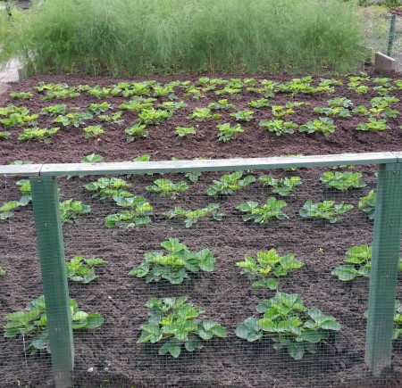 In de periode aug,  en sept. heeft het veel geregend. Dat is goed voor de wortel van de plant.